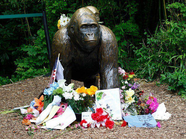 The Cincinnati Harambes? Get the heck out of town